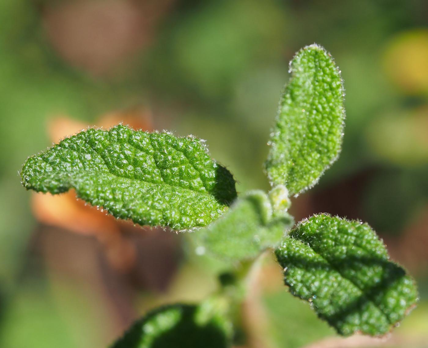 Cistus, Sage-leaved leaf